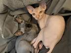 Floyd Kittens Las Vegas
