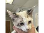 Adopt Jedi a Domestic Short Hair