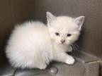 Kitten 1