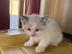 Kitten 2