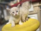 Kitten 3