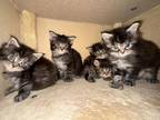 Cattery For Sale Polydactyl Maine Coon