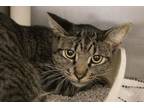 Adopt Wiley a Domestic Short Hair, Tabby
