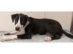 Adopt Luke a American Staffordshire Terrier, Mixed Breed