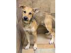 Adopt Arlo a German Shepherd Dog, Mixed Breed