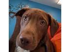 Adopt Captain Morgan a Chocolate Labrador Retriever, Mixed Breed