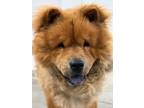 Adopt Bao a Chow Chow