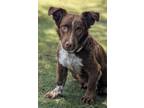 Adopt Kibler a Cavalier King Charles Spaniel, Dachshund