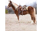 Online Auction - [url removed] - Good Looking Gentle Missouri Fox Trotter Trai