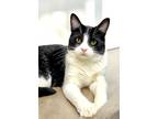 Adopt Pippen a Tuxedo