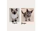 Adopt Magnolia and Juniper a Siamese, Russian Blue