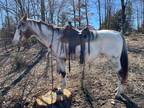 Online Auction - [url removed] - Beautiful Appaloosa Trail Riding Gelding - SAFE