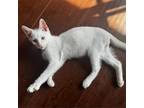 Adopt Boggle a Siamese