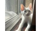 Adopt Parcheesi a Siamese
