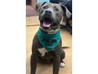 Adopt Fulano a Pit Bull Terrier, Mixed Breed
