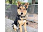 Adopt Clever a German Shepherd Dog