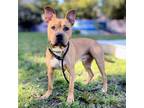 Adopt Syx a Pit Bull Terrier