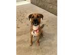 Adopt Ozzy a Shepherd, Mixed Breed