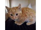 Adopt Mr Pickles a Domestic Short Hair