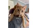Adopt 89 - Murphy in foster a Tabby