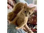 Adopt 89 - Mulligan in foster a Tabby