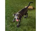 Adopt Charger a Flat-Coated Retriever, Labrador Retriever