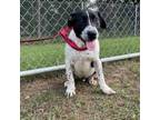 Adopt Ceres a Black Labrador Retriever, Mixed Breed