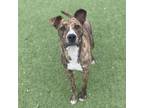 Adopt Loki a Plott Hound, Mixed Breed