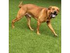 Adopt Hunter a Rhodesian Ridgeback, Mixed Breed