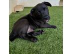 Adopt Mars a Black Labrador Retriever, Mixed Breed