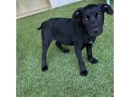 Adopt Pluto a Black Labrador Retriever, Mixed Breed