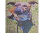 Adopt Boss a Mountain Cur, Mixed Breed