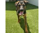 Adopt Kull a Doberman Pinscher, Mixed Breed
