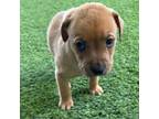 Adopt Giuseppe a Rhodesian Ridgeback, Mixed Breed