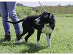 Adopt Archie a Border Collie, Mixed Breed