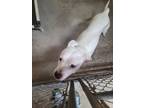 Adopt Christopher a Pit Bull Terrier