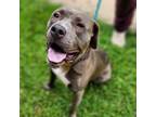 Adopt Titan 2593 a Mixed Breed