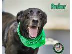 Adopt 24-07-2097 Parker a Labrador Retriever, Shepherd