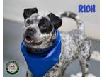 Adopt 24-07-2384 Rich a Pit Bull Terrier, Australian Cattle Dog / Blue Heeler