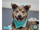 Adopt 24-06-1752 Mandark a Pit Bull Terrier