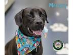 Adopt 24-06-1783 Mercury a Labrador Retriever