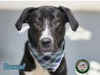 Adopt 24-08-2454 Beowoof a Labrador Retriever