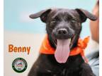 Adopt 24-07-2344 Benny a Labrador Retriever