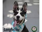 Adopt 24-03-0799 Longfellow a Australian Cattle Dog / Blue Heeler