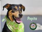 Adopt 24-05-1503b Pepito a Shepherd