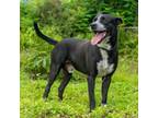Adopt Bucko a Affenpinscher