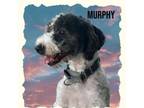 Adopt Murphy a Bernese Mountain Dog, Poodle