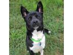Adopt Rango a Husky
