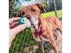 Adopt River a Labrador Retriever