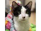 Adopt Larry a Domestic Short Hair